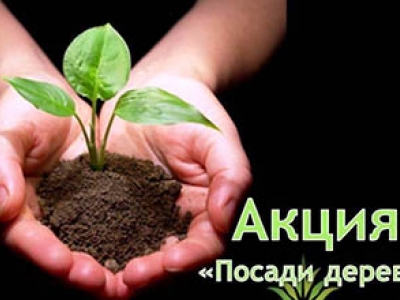 АКЦИЯ «ПОСАДИ ДЕРЕВО»